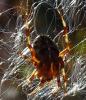 Araneus diadematus